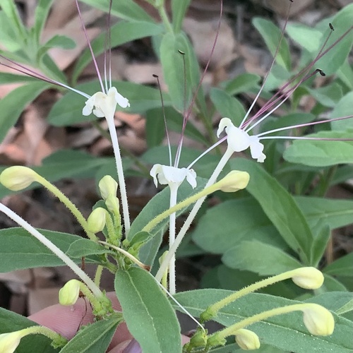 Clerodendrum (Glorybowers) (alternate view 8)
