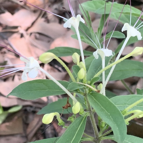 Clerodendrum (Glorybowers) (alternate view 9)