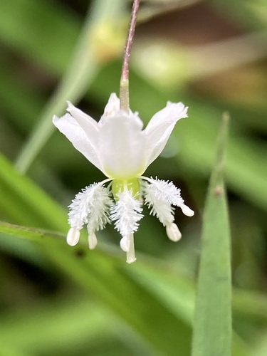 Arthropodium candidum (White Rock Lily)