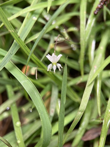Arthropodium candidum (White Rock Lily)
