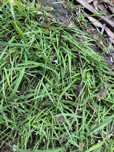 Arthropodium candidum (White Rock Lily)