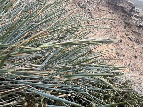 Elymus magellanicus (Magellan Wheatgrass)