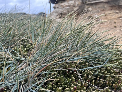 Elymus magellanicus (Magellan Wheatgrass) (alternate view 2)