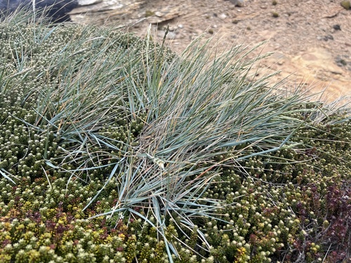 Elymus magellanicus (Magellan Wheatgrass) (alternate view 3)
