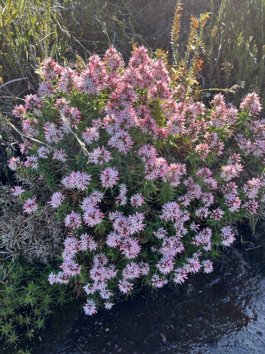 Sprengelia incarnata (Pink Swamp Heath) (alternate view 6)