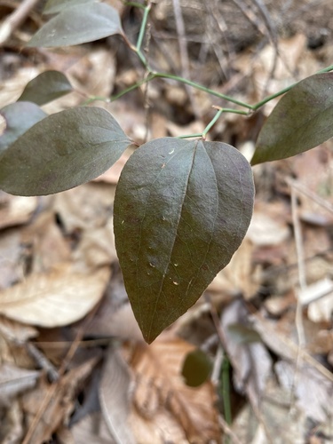 Smilax glauca (sawbrier) (alternate view 2)