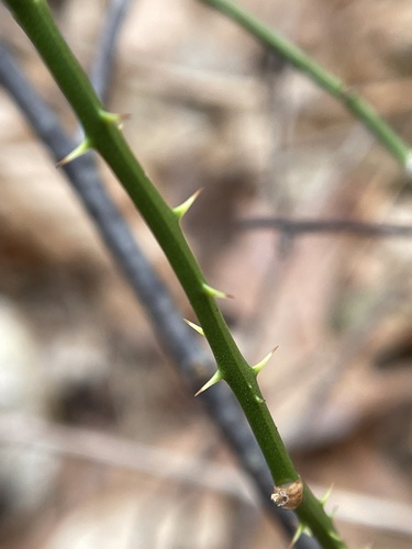 Smilax glauca (sawbrier) (alternate view 3)