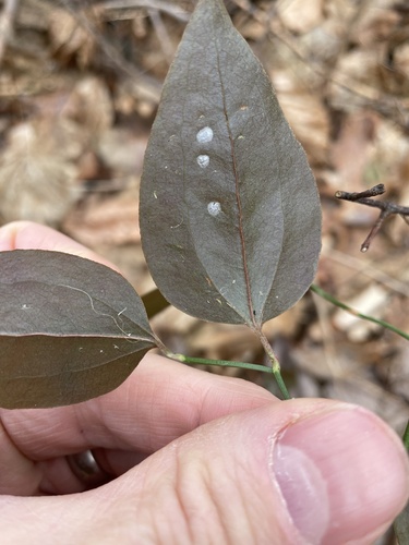 Smilax glauca (sawbrier) (alternate view 4)
