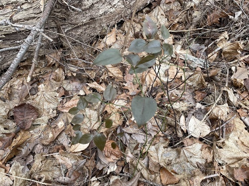 Smilax glauca (sawbrier) (alternate view 5)