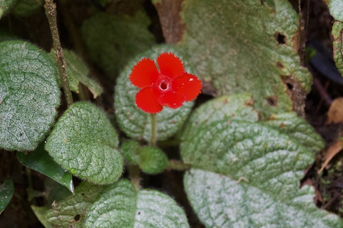 Episcia cupreata (Episcia Flame Violet) (alternate view 5)