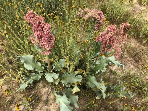 Rumex hymenosepalus (Canaigre Dock) (alternate view 4)