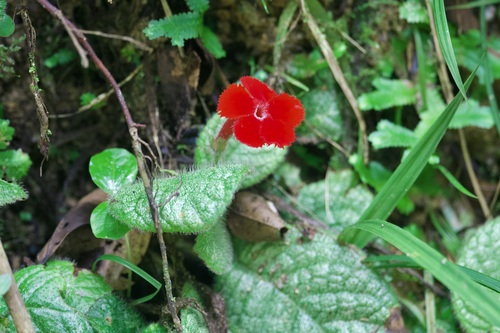 Episcia cupreata (Episcia Flame Violet) (alternate view 6)