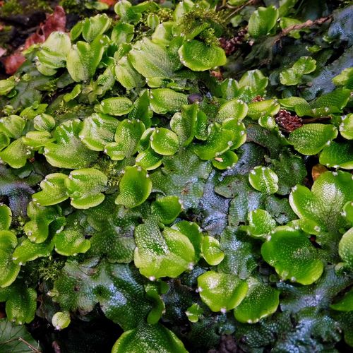 Conocephalum conicum (Great Scented Liverwort)