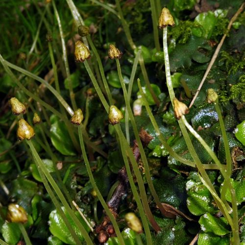 Conocephalum conicum (Great Scented Liverwort)