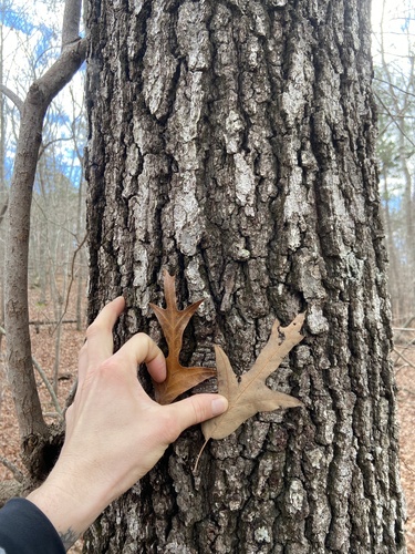 Quercus falcata (Southern Red Oak Tree)