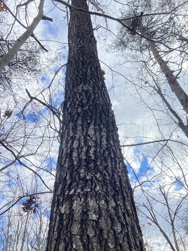 Quercus falcata (Southern Red Oak Tree) (alternate view 2)