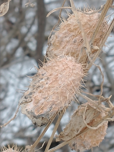 Echinocystis lobata (prickly cucumber)