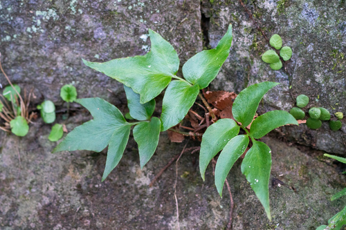 Cyrtomium falcatum (Japanese Holly Fern)