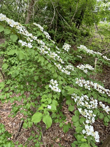 Viburnum plicatum f. tomentosum (doublefile viburnum) (alternate view 2)