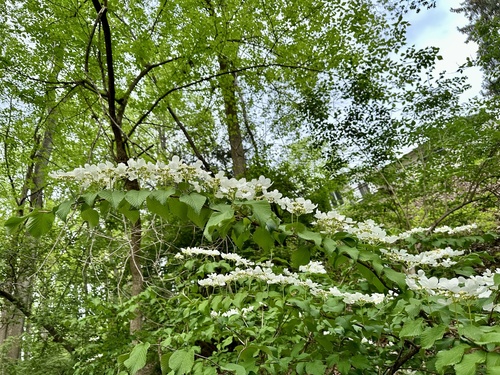 Viburnum plicatum f. tomentosum (doublefile viburnum) (alternate view 3)