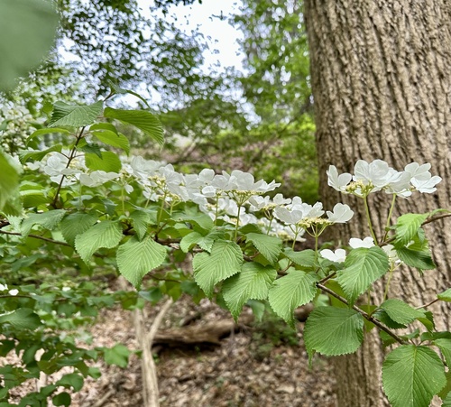 Viburnum plicatum f. tomentosum (doublefile viburnum) (alternate view 4)