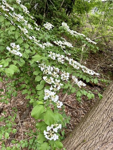 Viburnum plicatum f. tomentosum (doublefile viburnum) (alternate view 5)