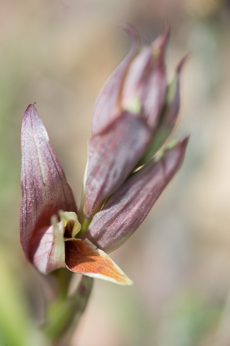 Serapias (Tongue Orchids) (alternate view 2)