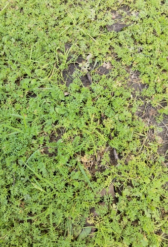 Soliva sessilis (common soliva) (alternate view 7)