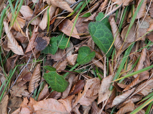Epimedium pinnatum ssp. colchicum (epimedium-pinnatum-ssp-colchicum)