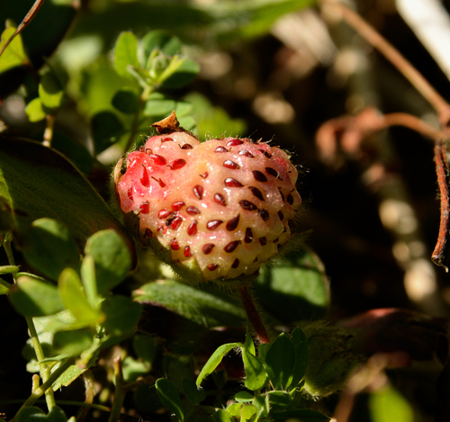 Fragaria chiloensis (Beach Strawberry)