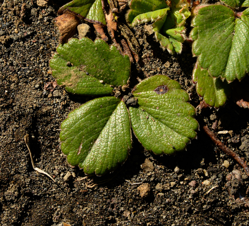 Fragaria chiloensis (Beach Strawberry) (alternate view 2)