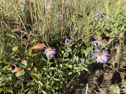 Symphyotrichum oblongifolium (Aromatic Aster)