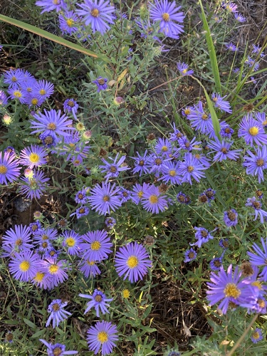 Symphyotrichum oblongifolium (Aromatic Aster)