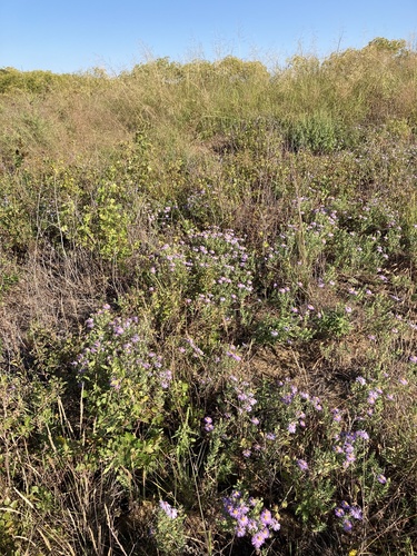 Symphyotrichum oblongifolium (Aromatic Aster)