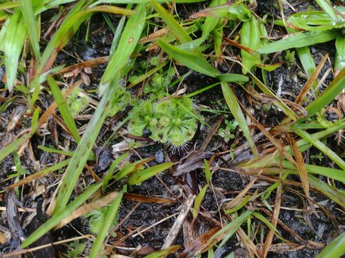 Drosera burmanni (tropical sundew) (alternate view 7)