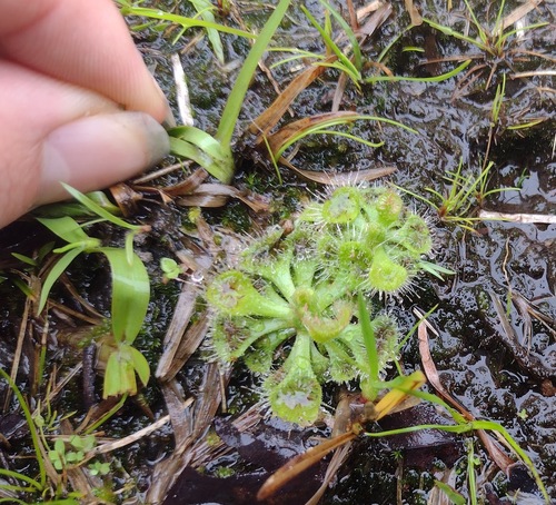Drosera burmanni (tropical sundew) (alternate view 6)