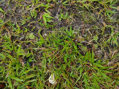 Drosera burmanni (tropical sundew) (alternate view 8)