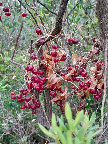 Asparagus asparagoides (Cape Smilax) (alternate view 9)