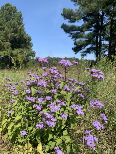 Conoclinium coelestinum (Blue Mistflower)