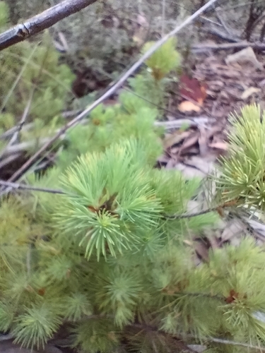 Stenanthera pinifolia (pine heath)