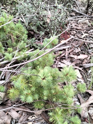Stenanthera pinifolia (pine heath) (alternate view 2)