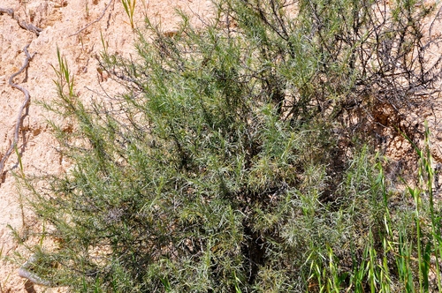 Artemisia californica (California sagebrush)