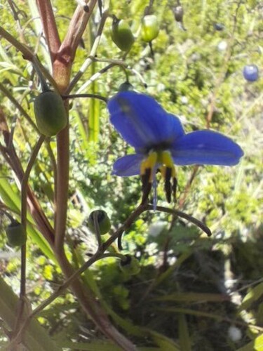 Dianella brevicaulis (Coast Flax-Lily) (alternate view 5)