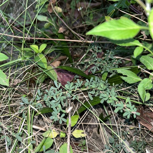 Lespedeza cuneata (Chinese bushclover)