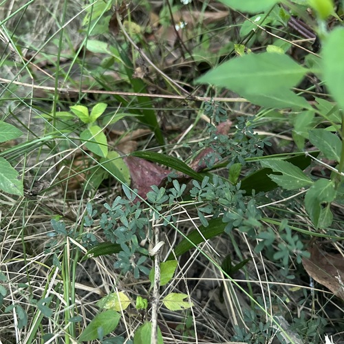Lespedeza cuneata (Chinese bushclover)