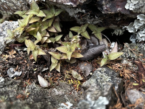 Callisia repens (Turtle Vine) (alternate view 3)