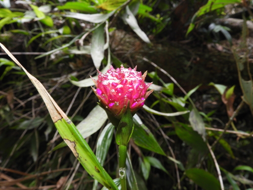 Elleanthus (alternate view 5)