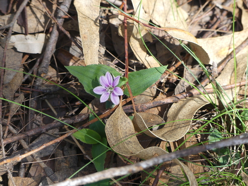 Schelhammera undulata (lilac lily) (alternate view 2)