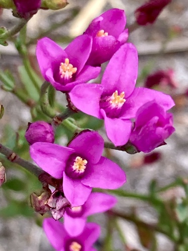 Boronia spathulata (alternate view 4)