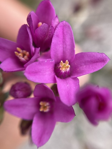 Boronia spathulata (alternate view 5)